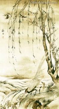 柳禽白鷴
