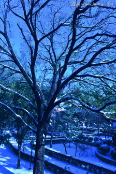 雪压树枝