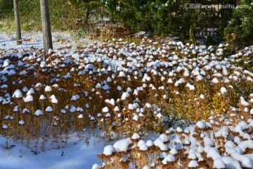 雪蘑菇