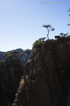 黄山松 逆光剪影 悬崖峭壁