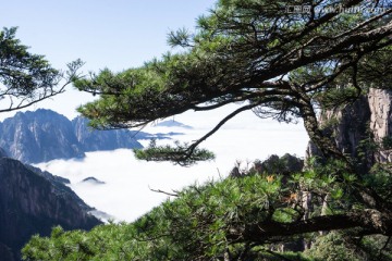 黄山松 云海苍茫 西海大峡谷