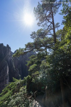 黄山松 竖片 西海大峡谷