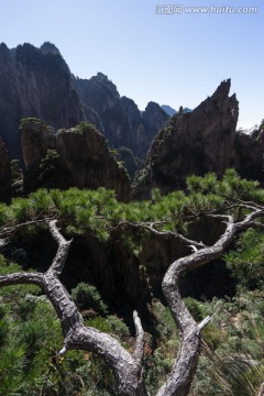 黄山松 竖片 西海大峡谷