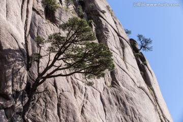 黄山松 壁立千仞 悬崖峭壁