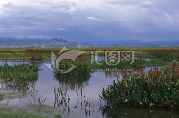 巴音布鲁克天鹅湖沼泽湿地