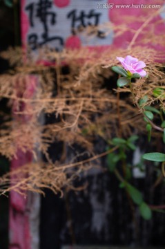 一朵粉色花朵