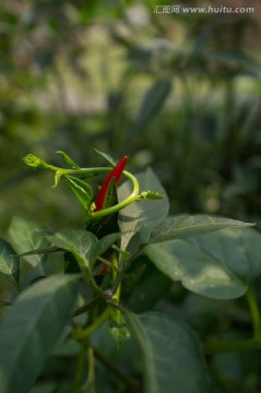 辣椒植株