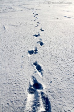 白雪 雪地 脚印