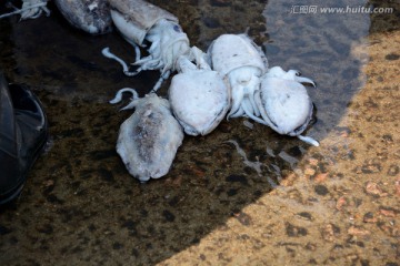 海鲜食材