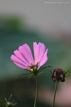 格桑花