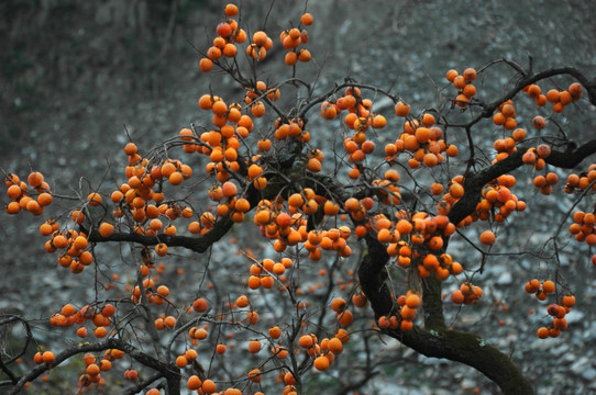 野生柿子树