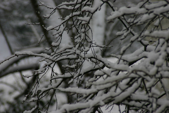 雪覆盖的树枝