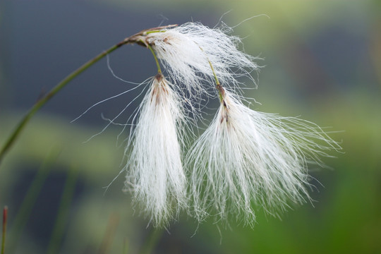 棉花草