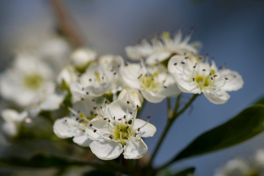  山楂花