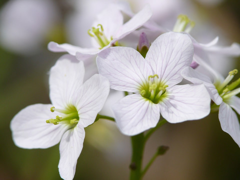 杜鹃花