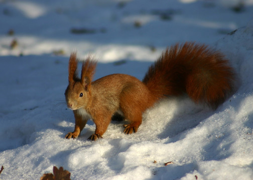 雪地上的红松鼠