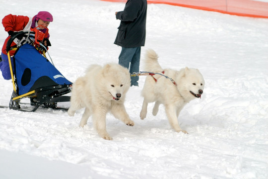 雪橇狗