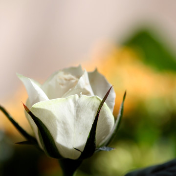  白玫瑰 