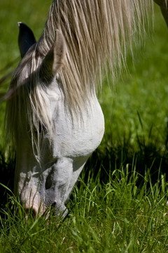 马匹吃草