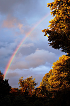  彩虹和树 
