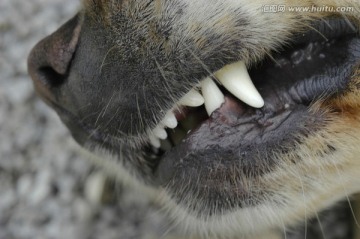 金色猎犬 嘴唇和牙齿