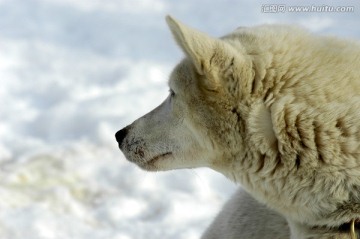 雪橇犬 哈士奇