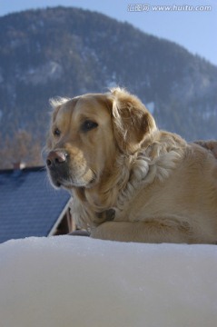 金毛猎犬躺在雪地