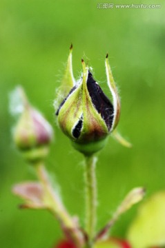 玫瑰花蕾