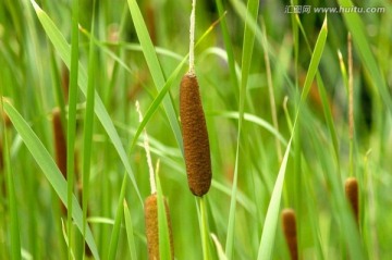 小香蒲（香蒲）