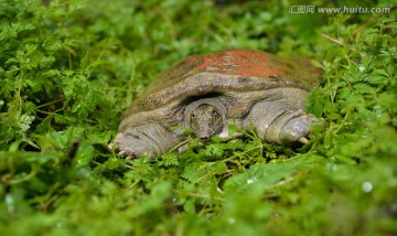 高清野生甲鱼