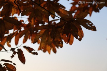 红叶 秋意浓