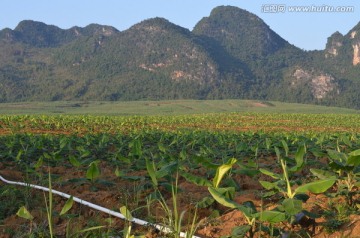 香蕉基地