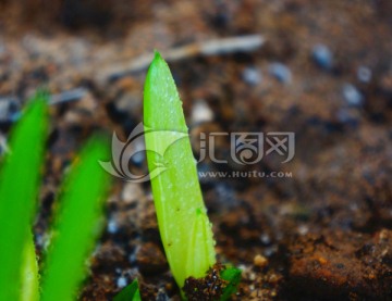 新芽 新绿 芦荟