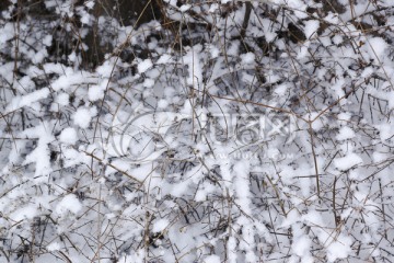 雪树枝