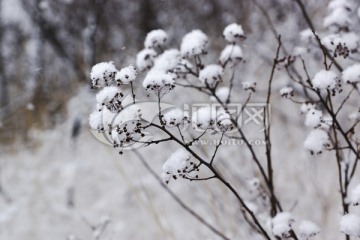 雪树枝