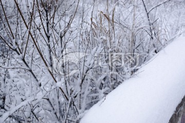 雪树枝