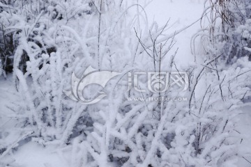 雪树枝