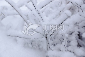 雪树枝