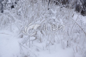 雪树枝