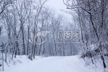 雪景 树林