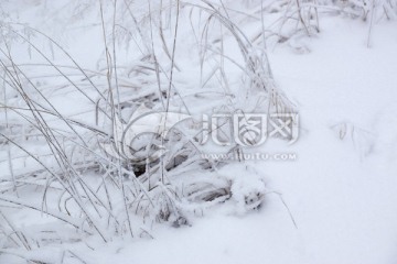 雪