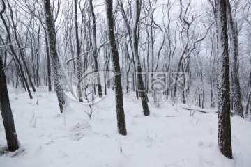 雪景 树林