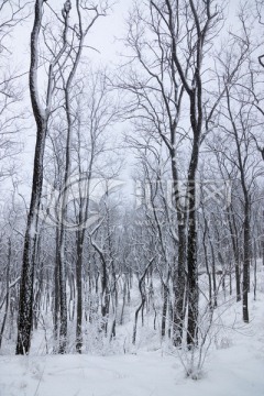 雪景 树林