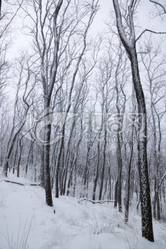 雪景 树林