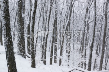 雪景 树林