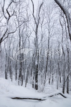 雪景 树林