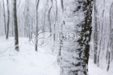 雪景 树林