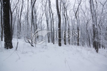 雪景 树林