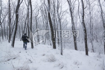 树林 雪景