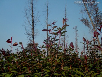 冬季植物